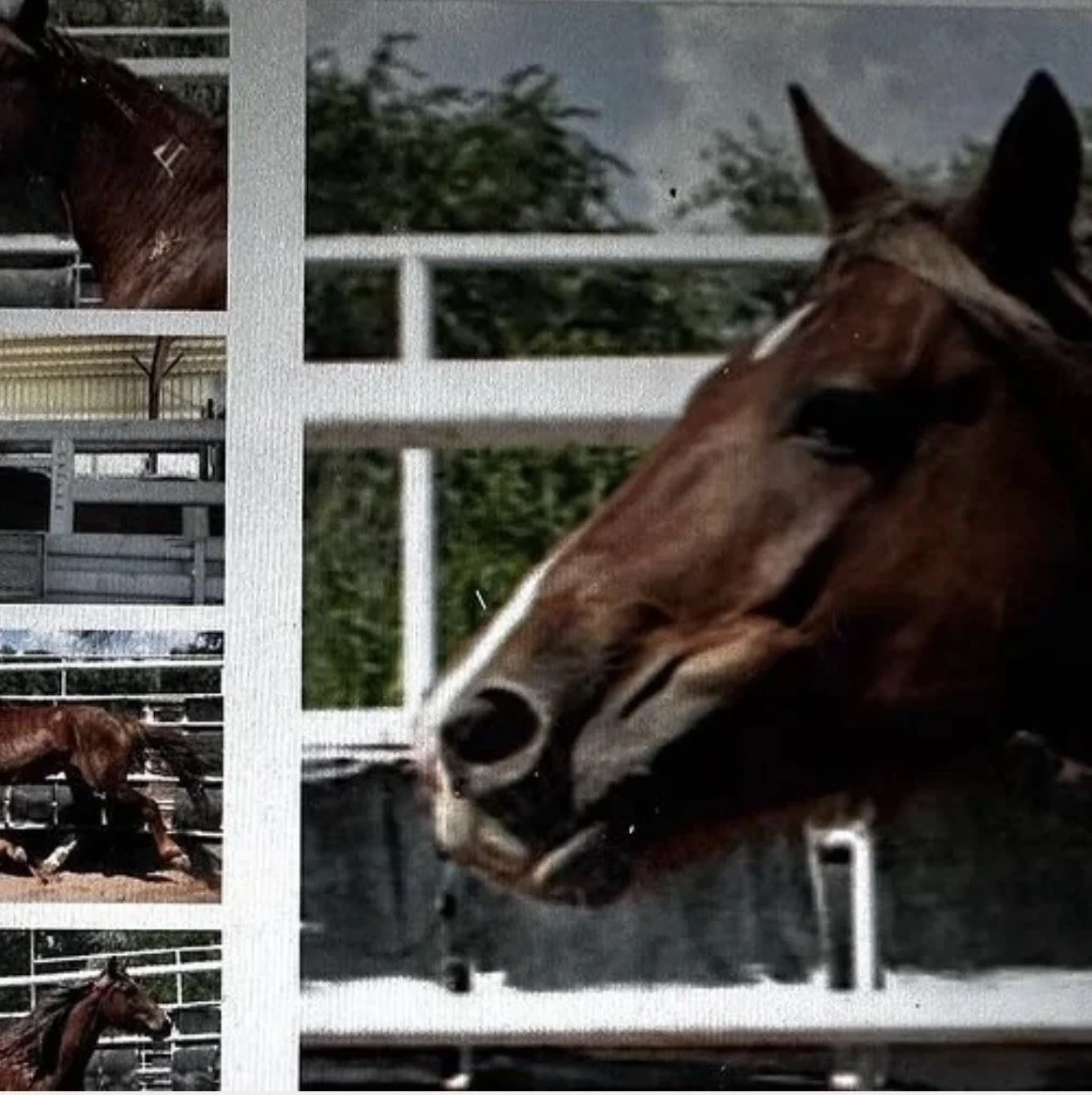 Pegasus & Rocky - Then & Now — Skydog Ranch & Sanctuary